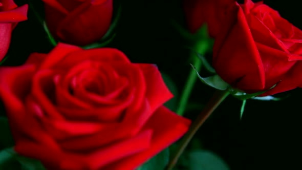 View On Red Rose Changing Focus, Shallow Dof 1 alt