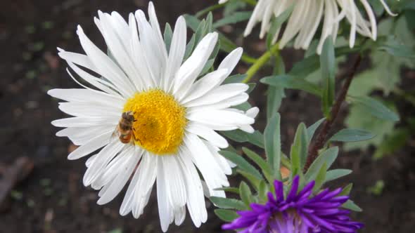Bee On Aster Flower alt