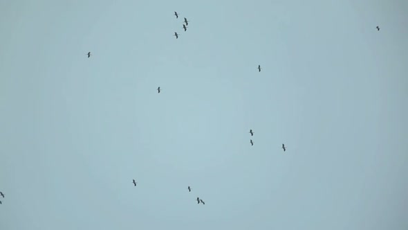 Large Flock Of Storks In Sky - Migration Of Birds 3 alt