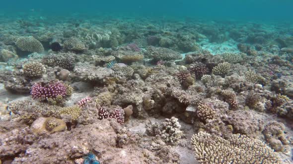 Coral And Fish In The Red Sea - Egypt 3 alt