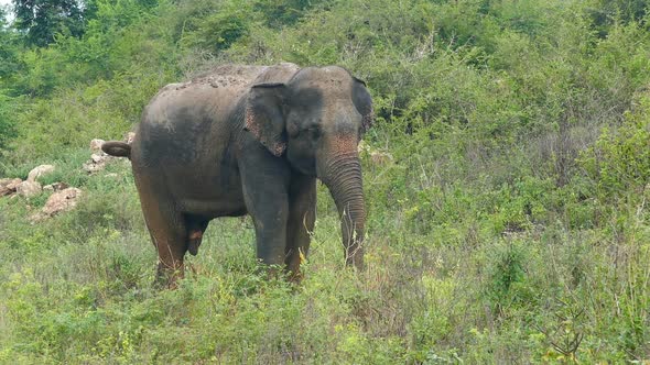 Wild Indian Elephant Walking 3 alt