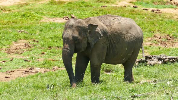 Elephant At The Pinnawala Elephant Orphanage In Sri Lanka 4 alt