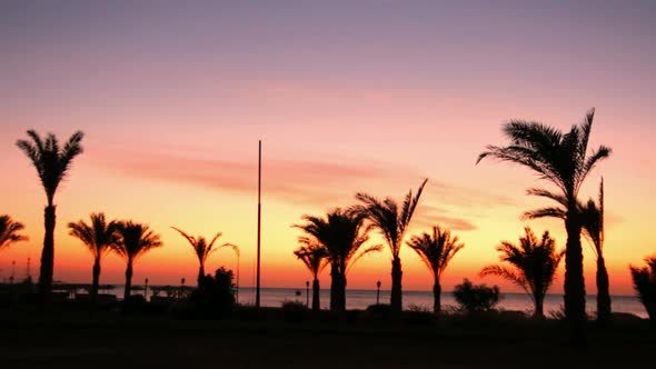 Morning Landscape  Palm Trees 2 alt