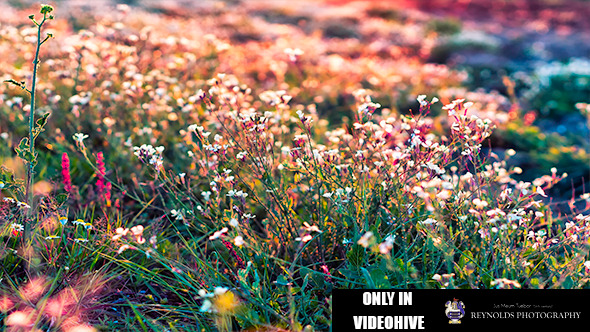 Sunset Beautiful Wild Flowers