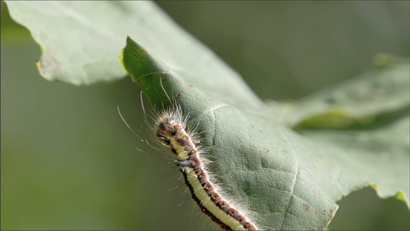 A Caterpillar Crawling on the Leaf
