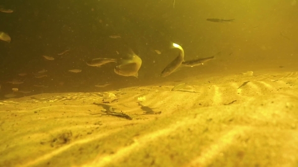 Lot Of Fish Under Water Eat Bread Bait On Bottom alt