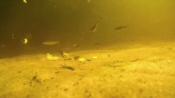 A Lot Of Fish Under Water Eat Bread Bait On Bottom alt