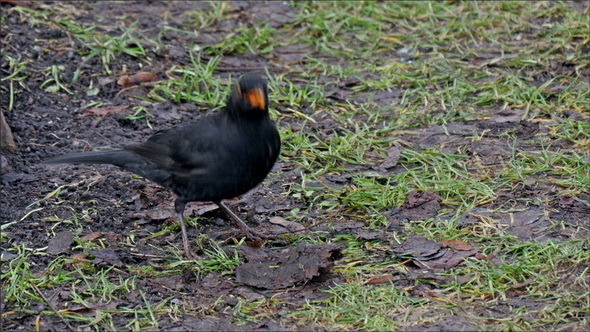 A Common Black Bird on the Ground