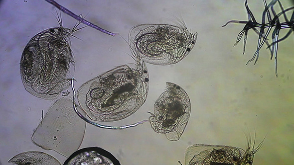 Microscopy: Daphnia 002