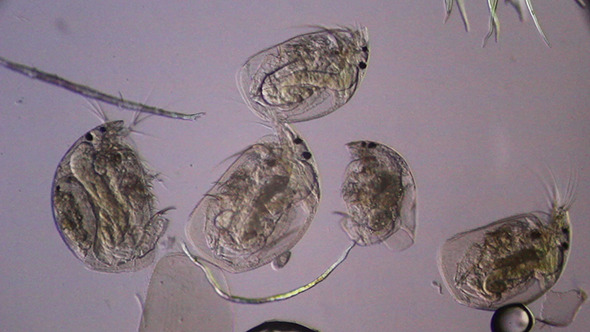 Microscopy: Daphnia 003