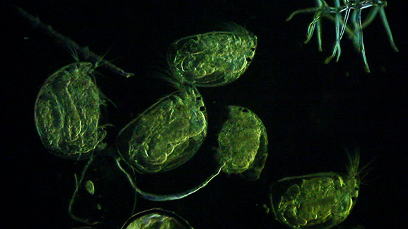 Microscopy: Daphnia 004