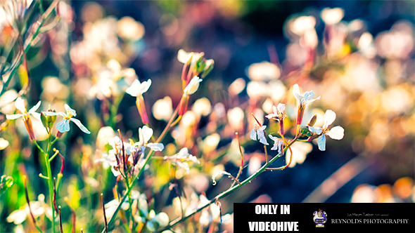 Beautiful Wild Flowers in the Field