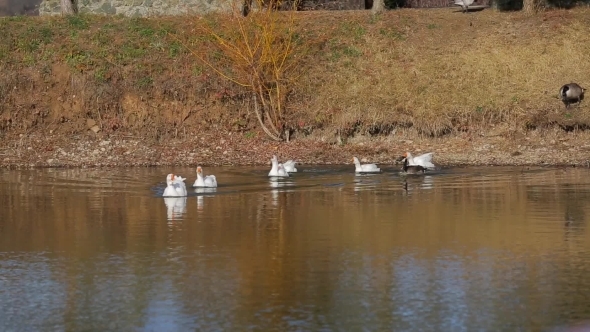 Group Of Ducks Swimming In Pond