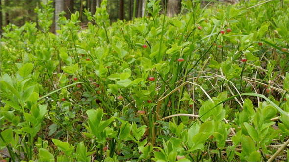 A Vaccinium Myrtillus Plant on the Summer Day alt