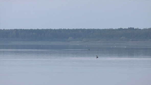 Birds in Lake with Forest Background, Stock Footage | VideoHive