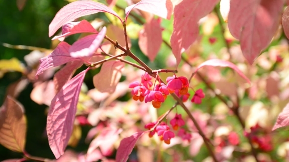 Euonymus In The Autumn Coloring Of Foliage alt