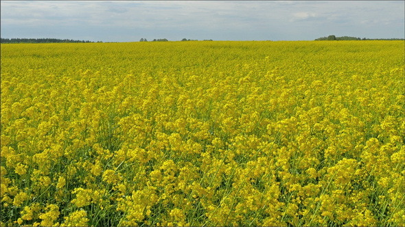 A Wide Field of the Brassica Napus Plant