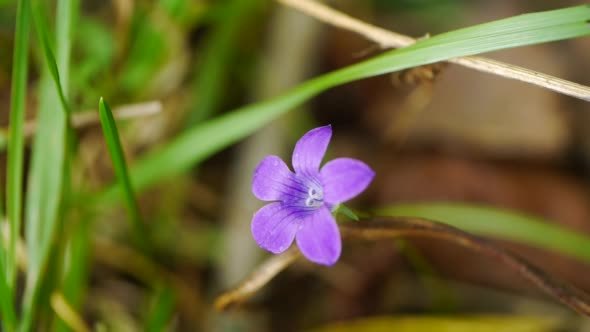 Violet Colored Campanula Bellflowers alt
