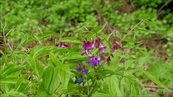 A Purple Flower on the Plant