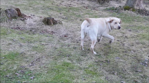 A Labrador Retriever Dog Running Towards the Trees
