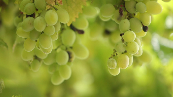Fresh Bunches Of Green Grapes In The Rain alt