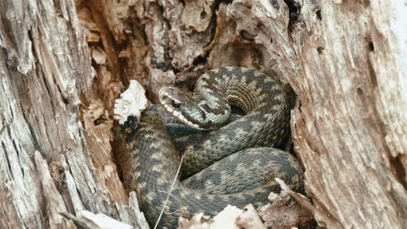 Viper Berus Poisonous Snake In A Dry Stump