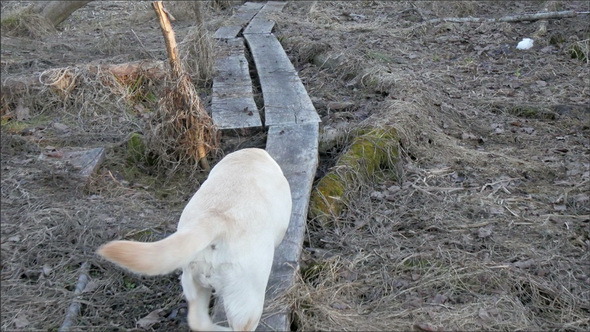 The White Labrador Dog Walking on the Pathway