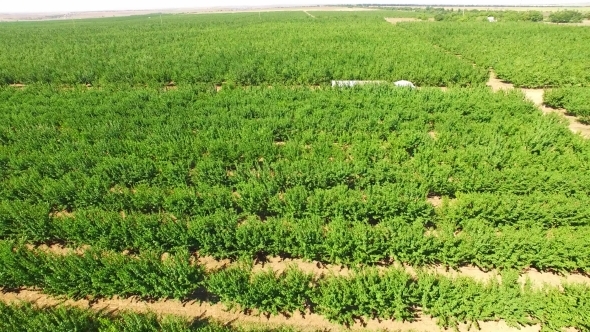 Rows Of Green Apple Trees Growing In Large Orchard