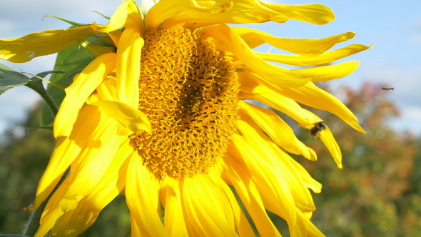 Bee Collecting Pollen From Sunflower alt