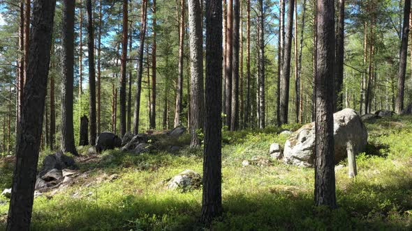 Evergreen forest on a summer sunny day