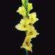 Time-lapse of opening yellow gladiolus flower - VideoHive Item for Sale