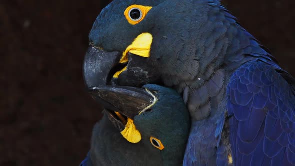 Head`s closeup of a couple of Lear`s blue macaw in an Affectionate moment. Bahia, Brazil. alt