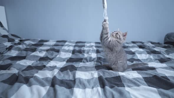 Small Funny Kitten of Scottish Straight Breed Has Fun Playing with Toy on String on Bed at Home alt