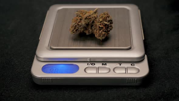 Cones of Cannabis Flowers on the Scales alt
