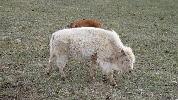 Albino Bison walking past bison calf in field alt