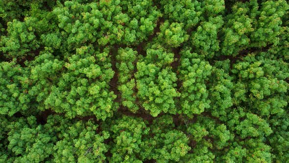 4K Aerial view over a rubber tree. rubber plantation. Drone view of Nature Background alt