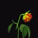 Time-lapse of dying orange color Eldorado rose - VideoHive Item for Sale
