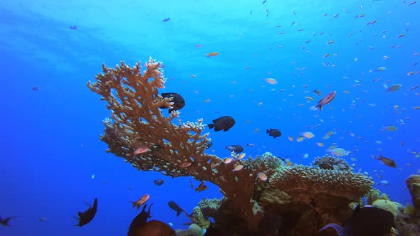 Tropical Coral Garden Marine Life alt
