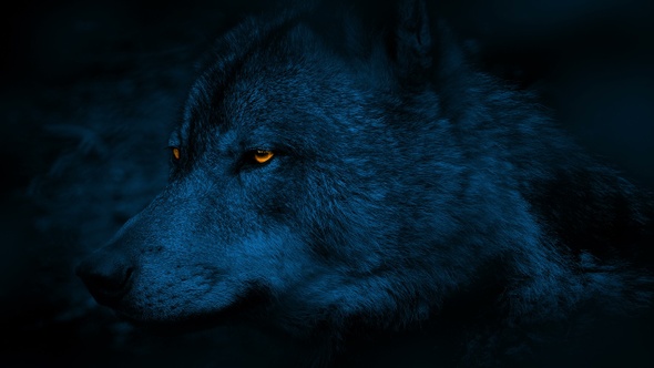 Wolf Side View With Glowing Eyes At Night, Stock Footage | VideoHive