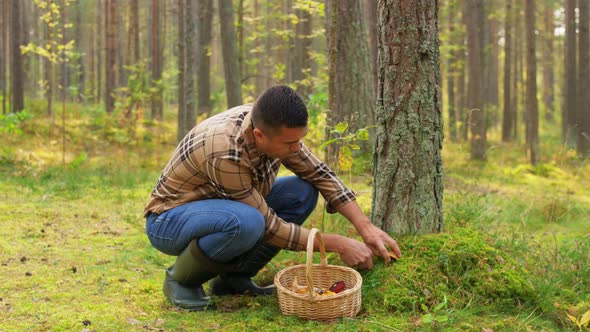 Man with Basket Picking Mushrooms in Forest alt