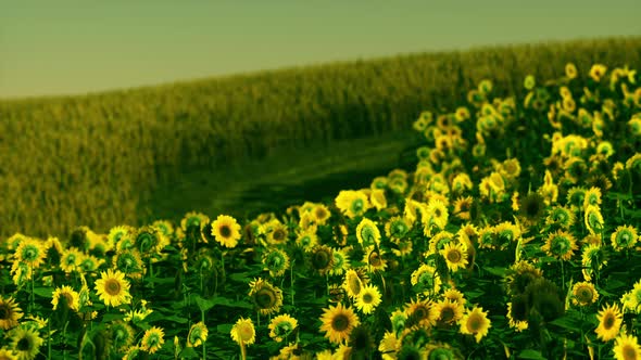 Field of Blooming Sunflowers on a Background Sunset alt