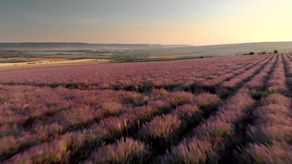 Flight Over Big Hill of Lavender Meadow at Sunset