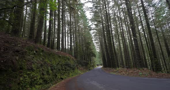 Road and Forest near Ribeiro Frio, Madeira Island in Portugal, Reel Time 4K alt