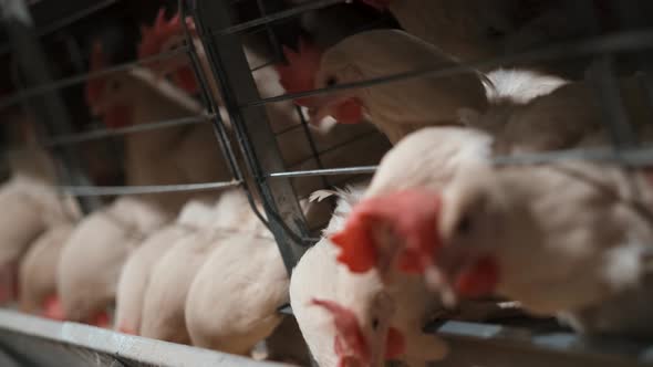 Factory Farming Of Chicken alt