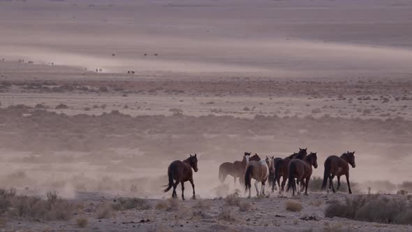 Dusty in the air as wild horses make way across the desert landscape in Utah alt