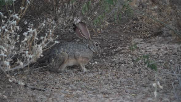 Rabbit feeds cautiously under a desert shrub. alt