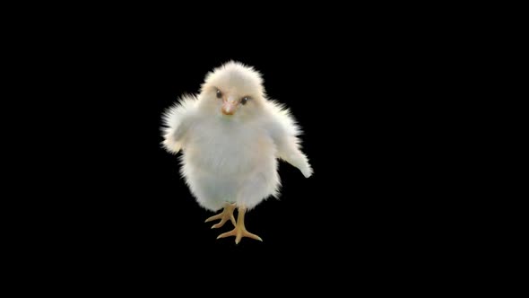15 Baby Chicks Dancing HD alt