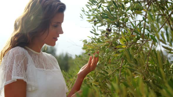 Woman examining olives in farm 4k alt