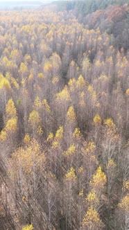 Vertical Video Forest in Autumn Aerial View Slow Motion alt