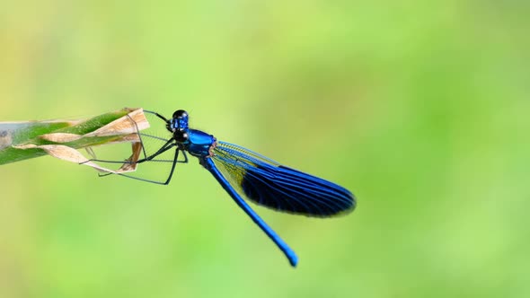 Vertical Video Blue Dragonfly on a Branch in Green Nature By the River Closeup alt
